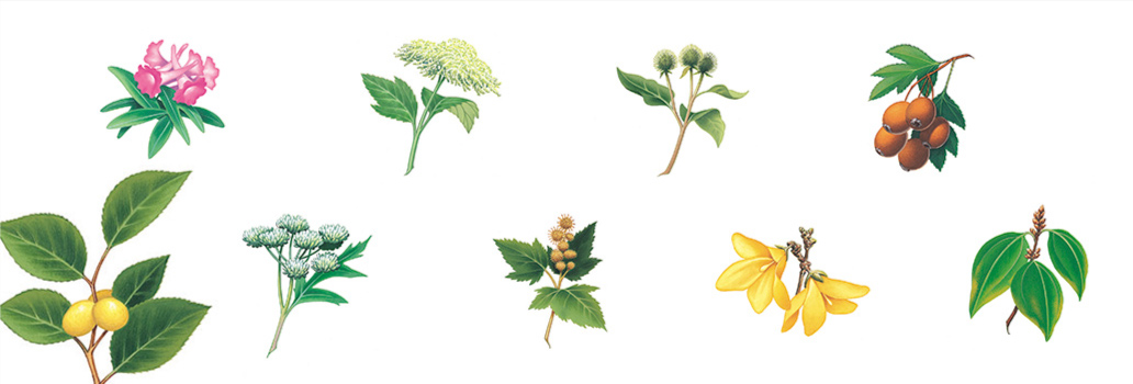 herb illustration for Metabolife promotional materials 