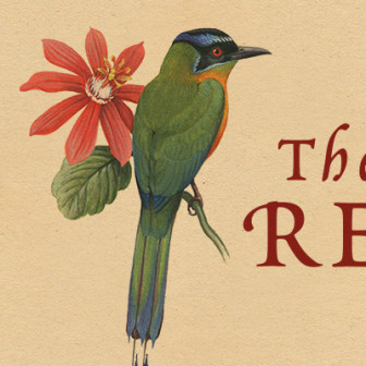 bird illustration